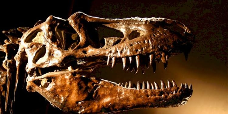 67 milyon yıllık T-Rex fosili 250 milyon liraya satıldı