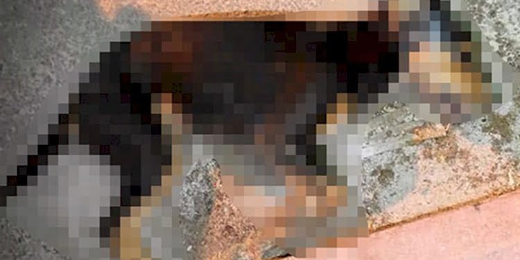 Burdur’da 8 sokak hayvanı öldürüldü