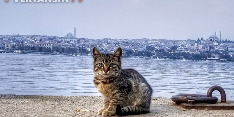 Bilim insanları açıkladı: Kedilerle nasıl arkadaş olunur?