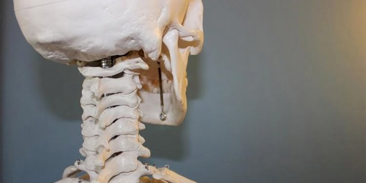Bilim insanları, kafatasında yeni bir organ bulduklarını açıkladı