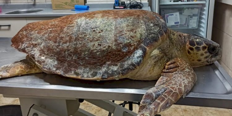 Antalya’da yaralı halde bulunan caretta caretta Muğla’da tedavi ediliyor