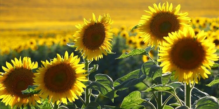 Ayçiçek yağında da gümrük vergisi neredeyse kalktı