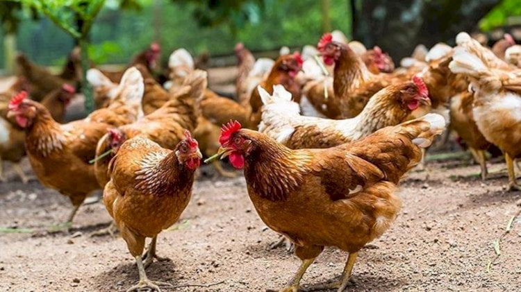 featured