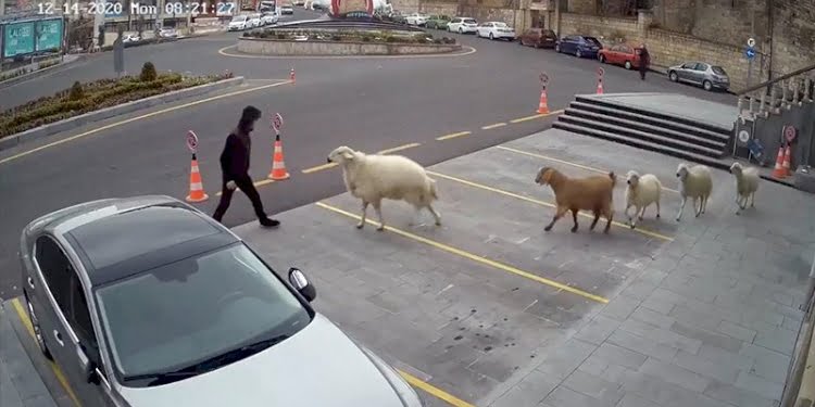 Nevşehir Belediyesi: 1 koyun,1 keçi, 3 kuzu tarafından esir alındık