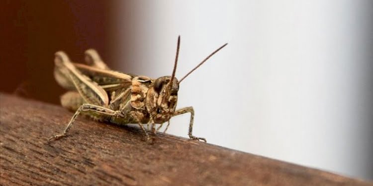 image_750x_5fdaf770d2e89
