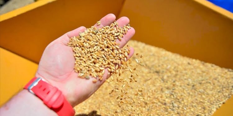 Buğday, arpa ve mısırda gümrük vergisi sıfırlandı