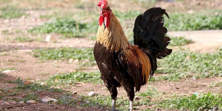 Öterken bayılan Denizli horozu için şaşırtan teklif