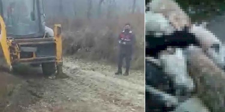 Bursa’da köpek katliamı