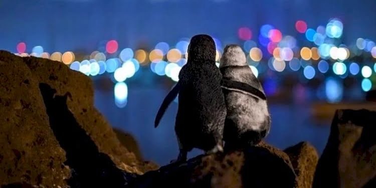 Eşlerini kaybetmiş iki penguenin birbirini teselli fotoğrafı ödül aldı