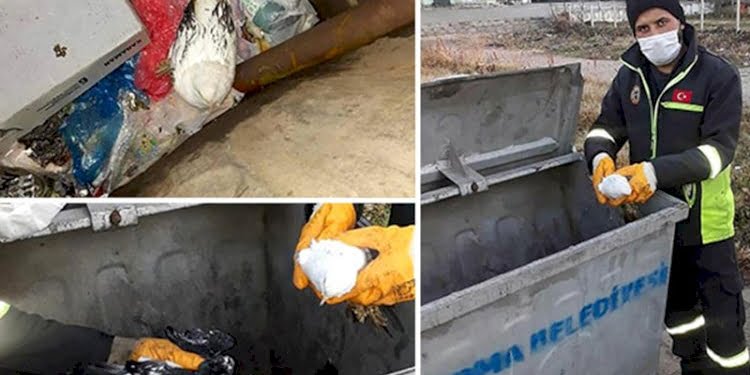 Güvercinleri poşete koyup canlı canlı çöpe atmışlar