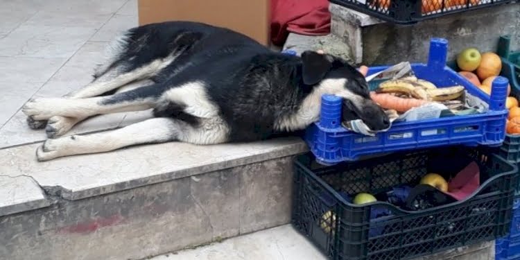 Marketteki gerçekle TÜİK arasında uçurum var: Çürük meyveler ‘ekonomik ürün’ diye satılıyor