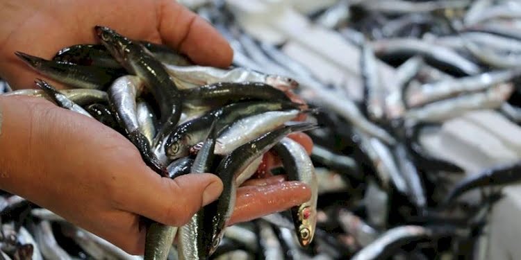 Hamsi avı İstanbul Boğazı ve Karadeniz’de yasaklandı
