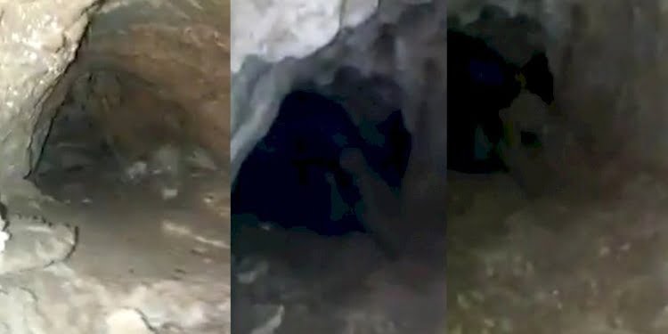 Mağaradaki ilginç canlı merak konusu oldu