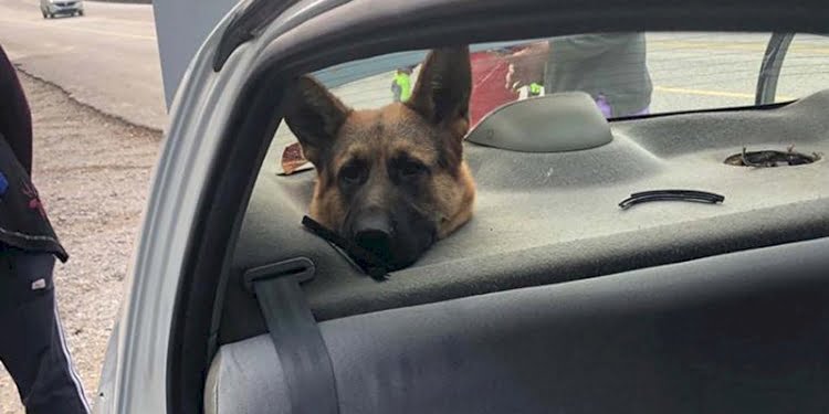 Arabanın hoparlör boşluğuna kafası sıkışan köpeği itfaiye kurtardı