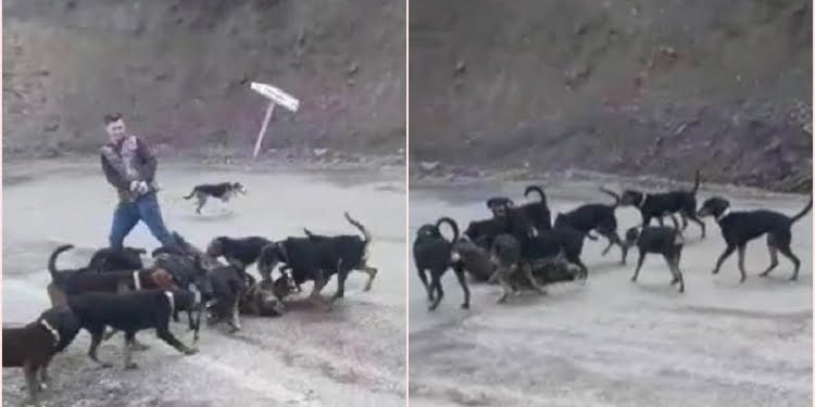 Yaraladıkları yavru domuzu köpeklere parçalattılar