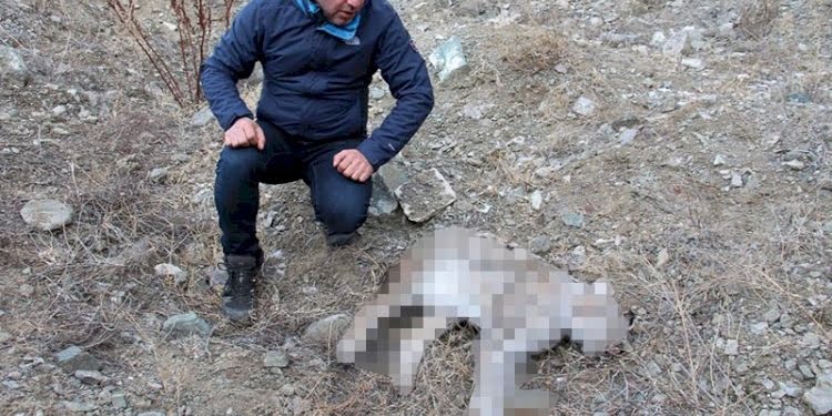 Nesli tükenmekte olan vaşağı öldürdüler