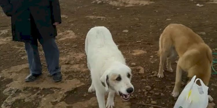 Veterinerin beslediği köpeği tüfekle vurdular