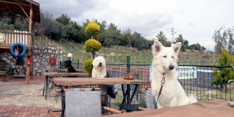 Bu kafenin müşterileri köpekler