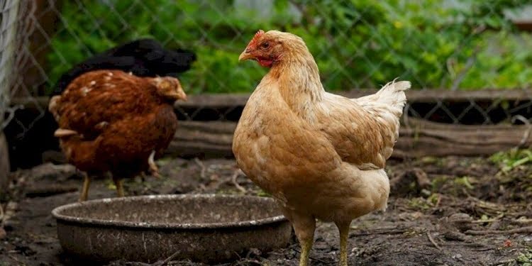 ‘Koronalı hastanın kırıntılarını yiyen tavuğu yedim, Kovid-19 olur muyum?’
