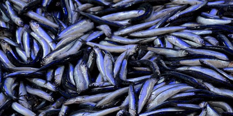 Hamsi avı yasağında yeni gelişme