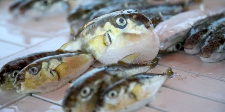‘Bir tanesi 30 insanı öldürür’