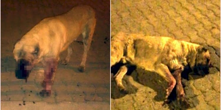 Vahşetin böylesi! Köpeğin gözlerini oyup öldüresiye dövdüler