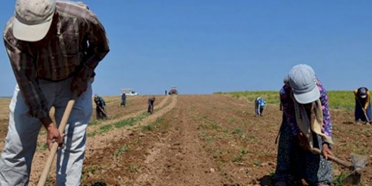Çiftçi kan ağlıyor: Dolar üretimi vurdu
