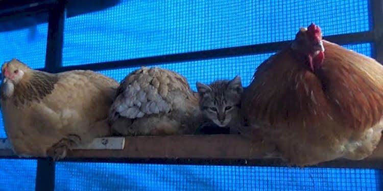 Kümesteki en konforlu yeri keşfeden sevimli kedi gülümsetti