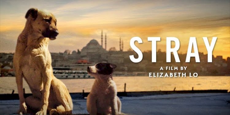 İstanbul’un sokak köpekleri beyazperdede