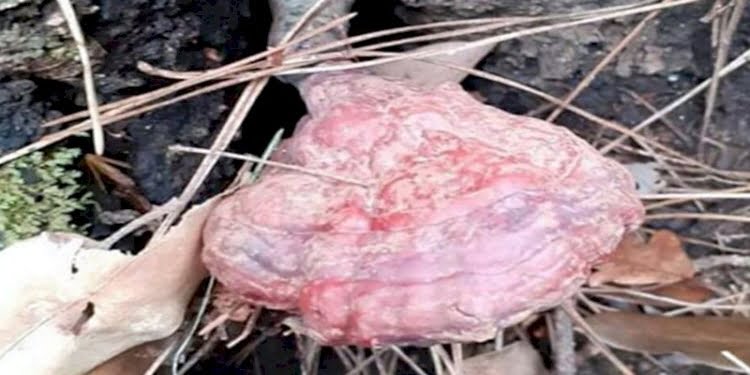 Kuşadası’nda ‘ölümsüzlük’ mantarı bulundu