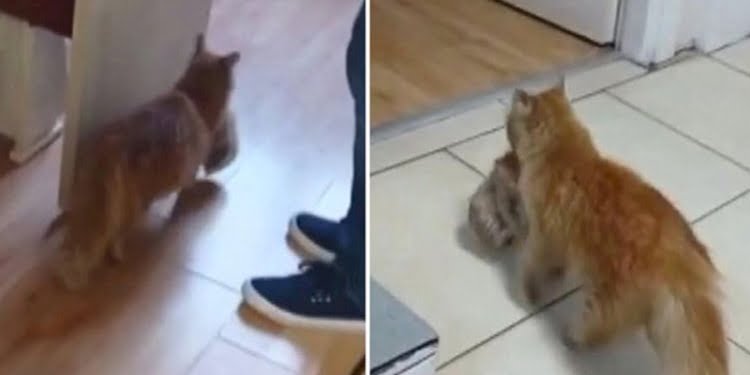 Kedi taşıdığı yavrularını veterinere getirdi
