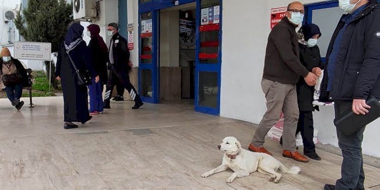 Sahibi tedavi gören Pamuk, 14 gün hastane kapısında bekledi