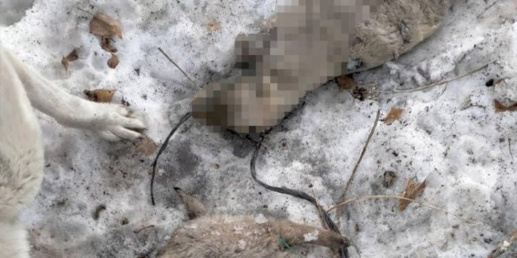 Çaldıran’da vahşice öldürülen köpekler gömüldü, inceleme sürüyor