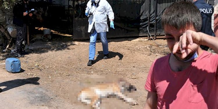 İki köpeği vuruldu, gözyaşlarının sebebi yürekleri dağladı
