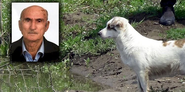 Nehirde aranan yaşlı adamın beslediği köpek, bir an olsun bölgeden ayrılmıyor