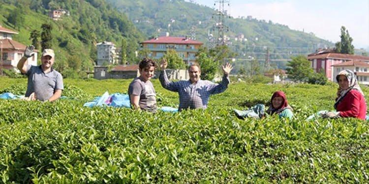 ‘Çay göçü’ başladı, ‘izole’ çağrısı yapıldı