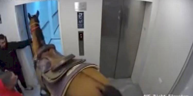 Asansöre at bindirmeye çalışan 2 kişi gözaltına alındı!
