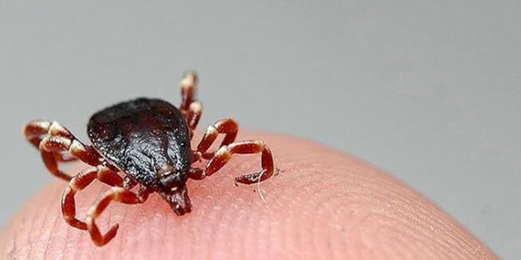 Doç. Dr. Aydın: Belirtileri Kovid-19’a benziyor, kene teması sorgulanmalı