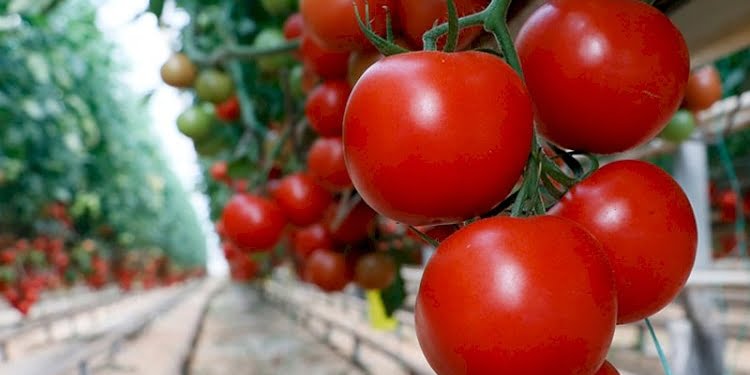 Nisanda en çok domatesin fiyatı arttı