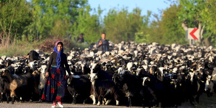 Yörüklerin ’40 gün sürecek’ göçü başladı