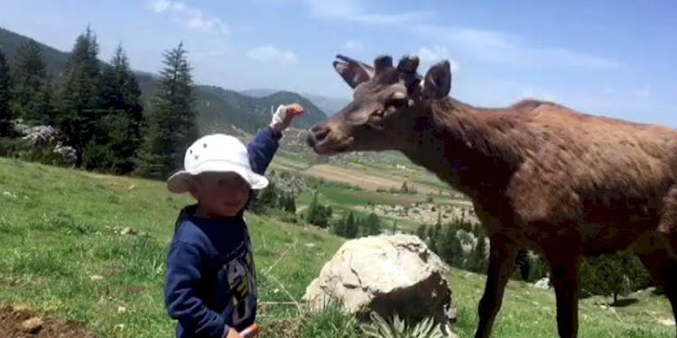 Kızıl geyik köye indi; çocuğun sevme anı kamerada