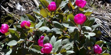image_750x_609d040d7abf1