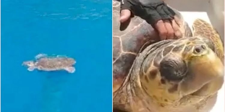 13 yaşındaki Zeynep’in dikkati karetta karettanın hayatını kurtardı