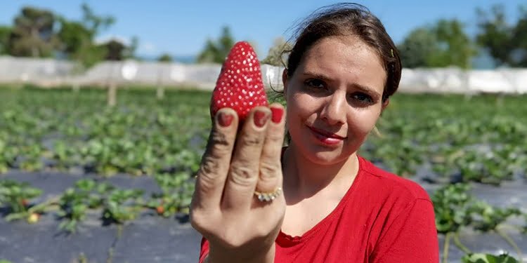 Çilek Köyü’nde ‘kırmızı elmas’ hasadı başladı: 4 ülkeye ihraç edilecek
