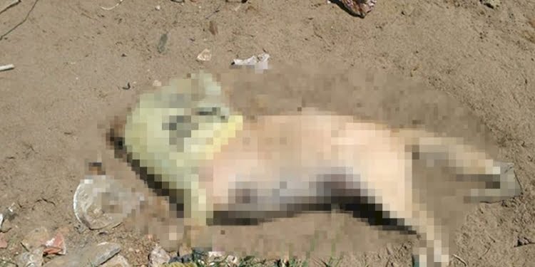 Hayvana şiddet devam ediyor: Çöplükte 17 köpek ölüsü bulundu