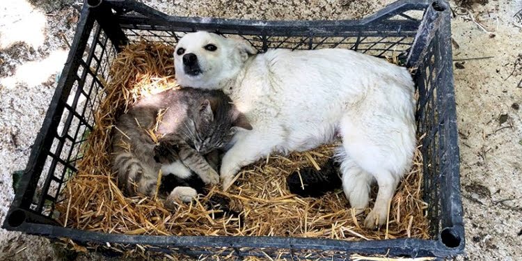 Hamile köpeğin yavru kedilere anneliği yürekleri ısıttı