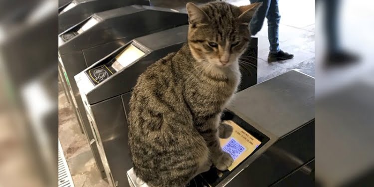 Metro turnikesinde geçişe izin vermeyen kedi çok konuşuldu