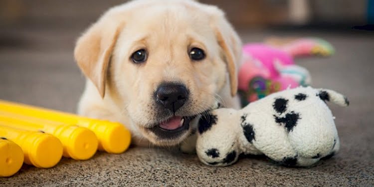Köpeklerle ilgili dikkat çeken araştırma: Doğdukları andan itibaren insanları anlıyorlar