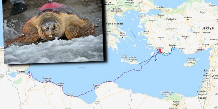 ‘Likya’ 296 günlük yolculuk sonunda Tunus’a ulaştı