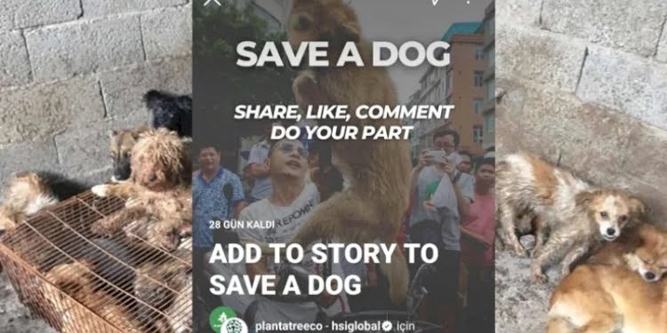 Köpeklere yönelik Instagram’da başlatılan kampanyanın sahte olduğu anlaşıldı
